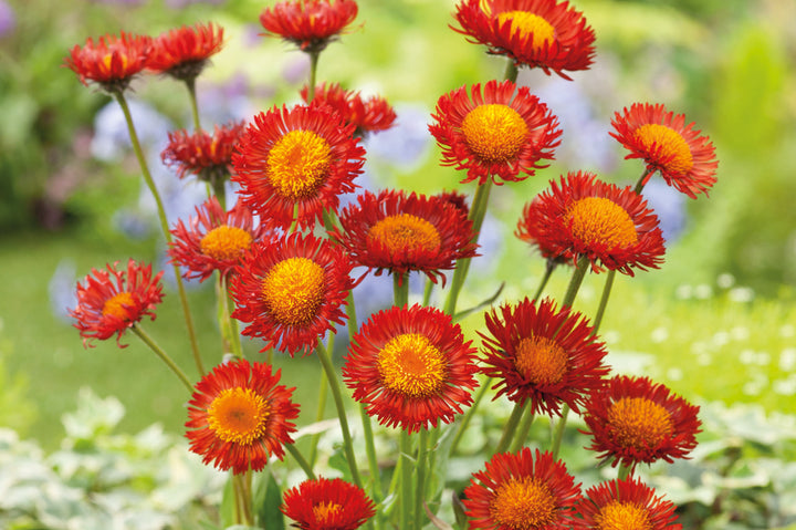 Rote Erigeron-Blumensamen – Alte Sorte, gentechnikfrei, keimstarke Samen zum Pflanzen
