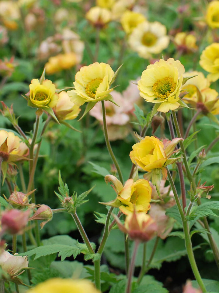 Yellow Geum Flower Seeds for Planting – Heirloom, Non-GMO, High Germination Seeds