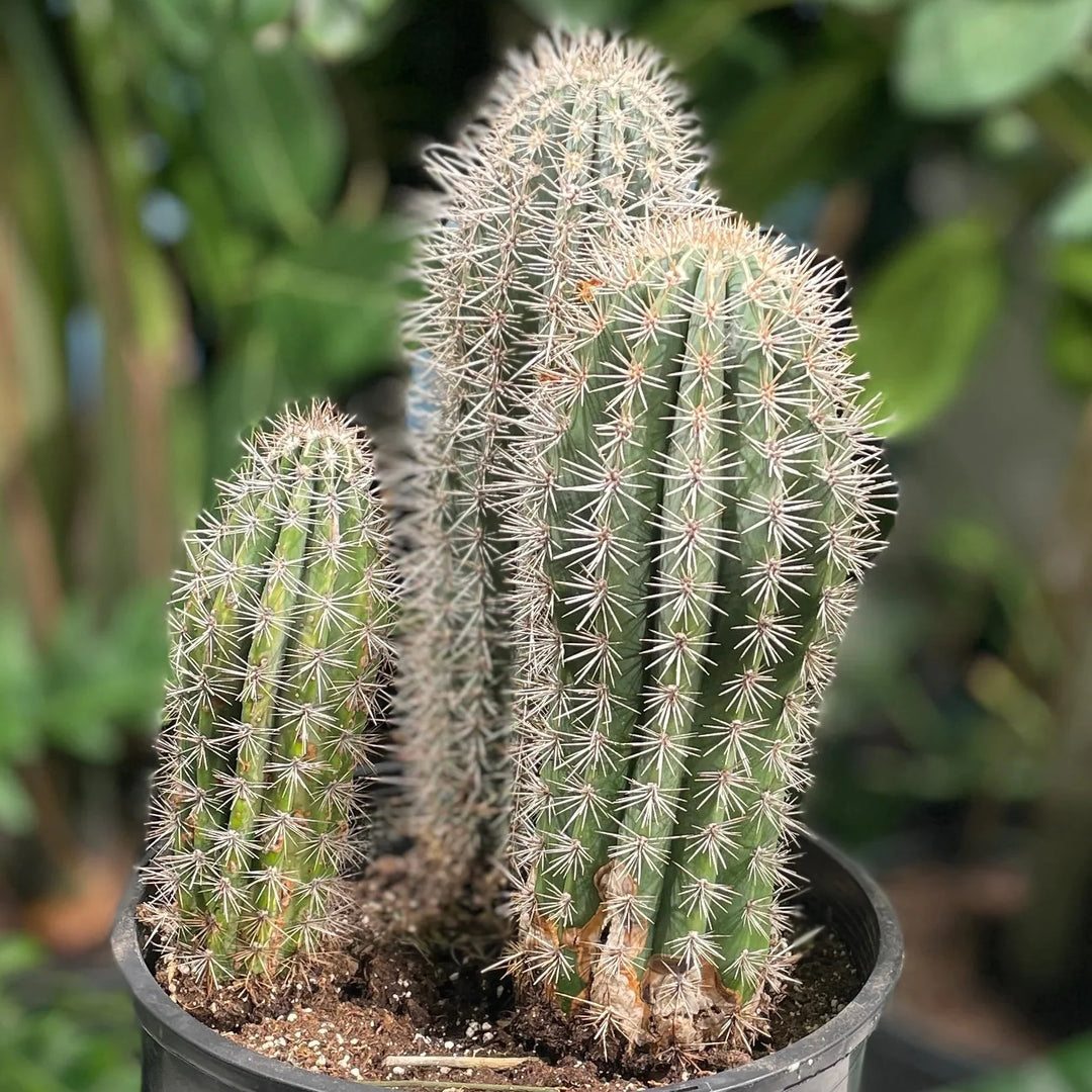 Elephant Cactus herb seeds