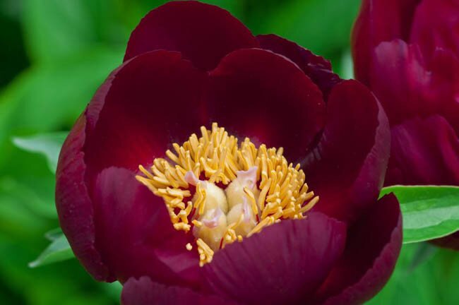Chocolate Peony Flower Seeds for Planting – Heirloom Non-GMO High Germination Seeds