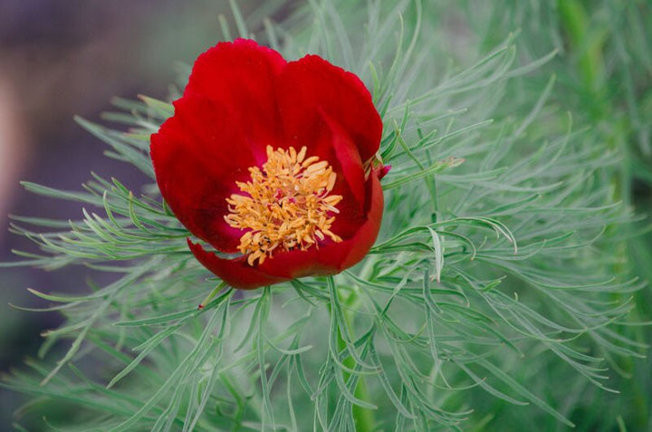 Semillas de flor de peonía roja – Cimiente ancestral, sin OMG, alta germinación, jardín orgánico