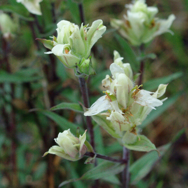 White Castilleja Flower Seeds – Heirloom, Non-GMO, High Germination Seeds