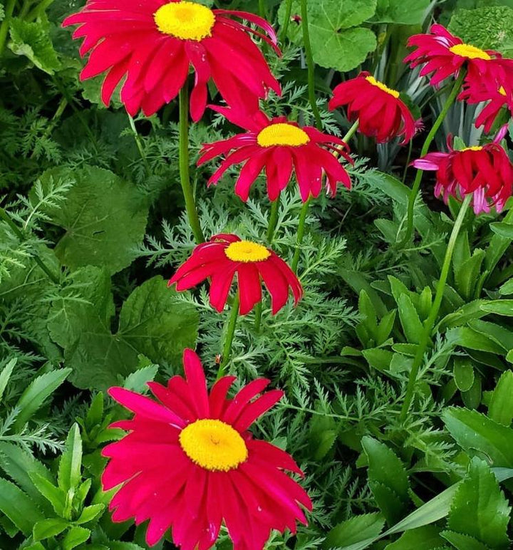Giant Red Daisy Flower Seeds for Planting – Heirloom, Non-GMO, High Germination Organic Garden Seeds