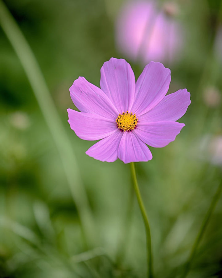 Lavender Cosmos Flower Seeds for Planting – Heirloom Non-GMO High Germination Seeds