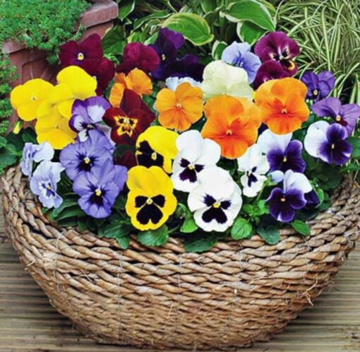 pansy swiss flower seeds