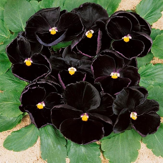 Black Pansy Flower Seeds for Planting – Heirloom Non-GMO High Germination Organic Seeds