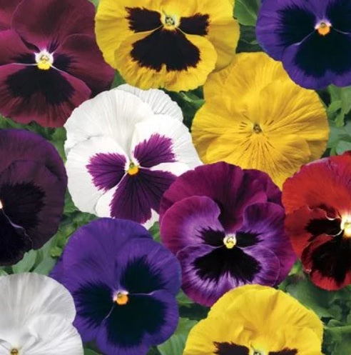pansycolossusfimportedheirloomnongmohighgerminationorganicgarden flower seeds