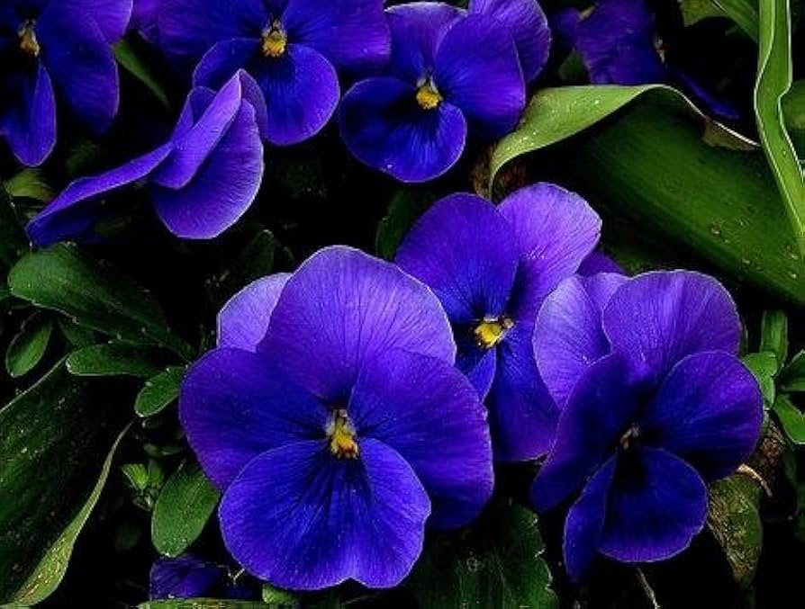 blue pansy flower seeds