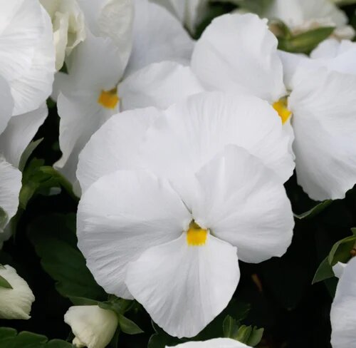 Semillas de Pensamiento Blanco – Variedad Antigua, No Transgénicas, Alta Germinación, Semillas Orgánicas para Jardín