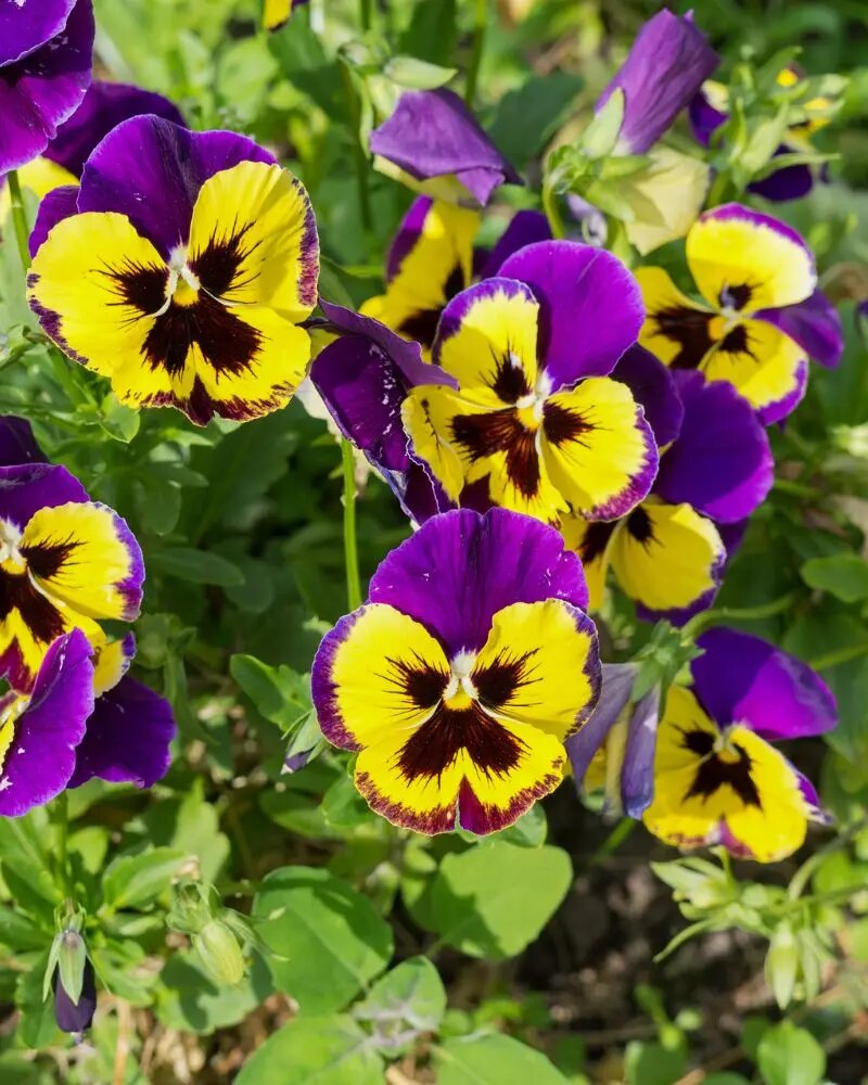 Yellow Purple Pansy Flower Seeds – Heirloom, Non-GMO, High Germination Seeds