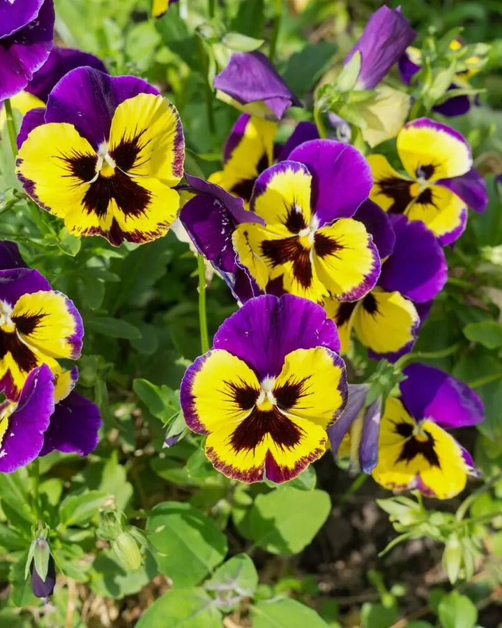 Yellow Purple Pansy Flower Seeds – Heirloom, Non-GMO, High Germination Seeds