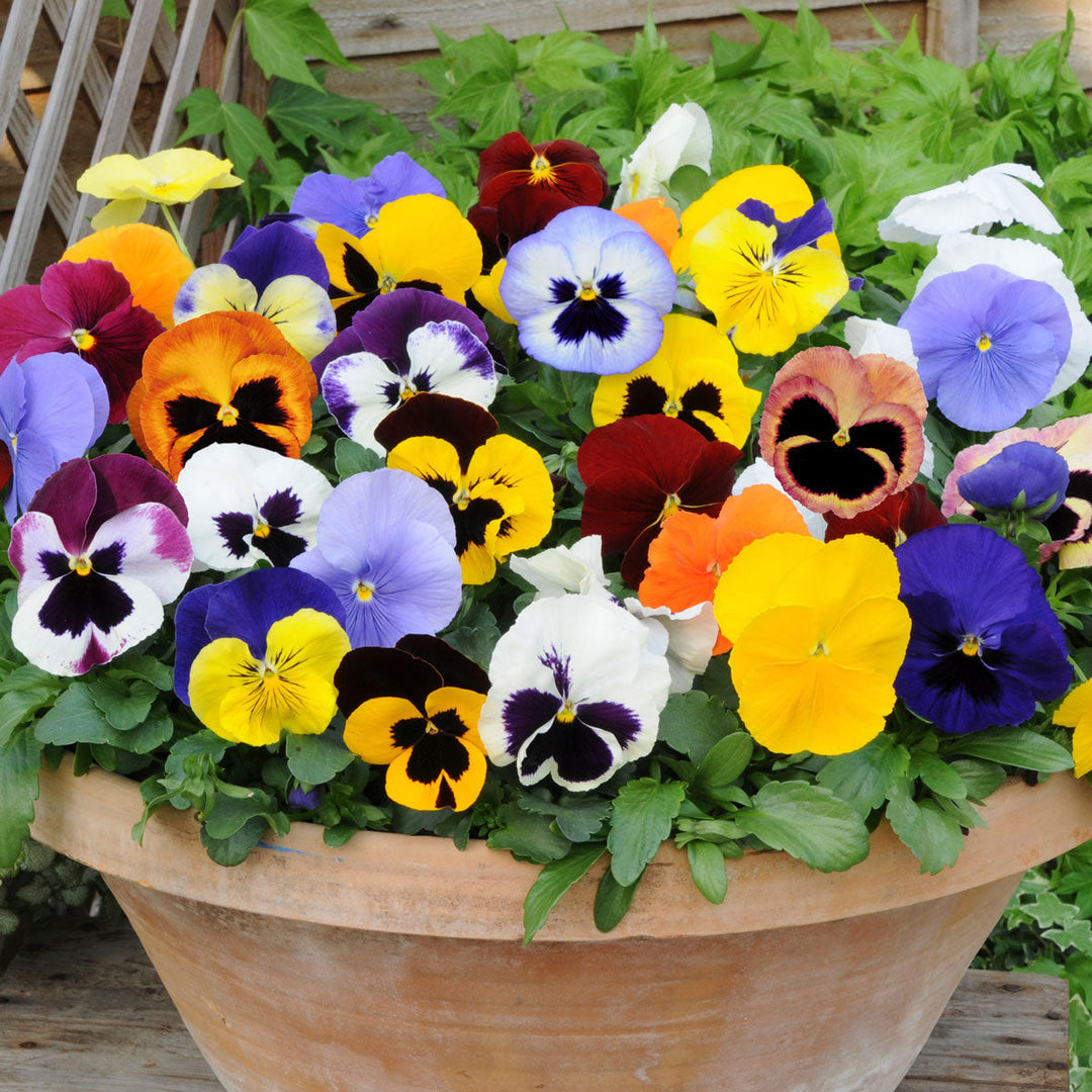 pansy matrix flower seeds