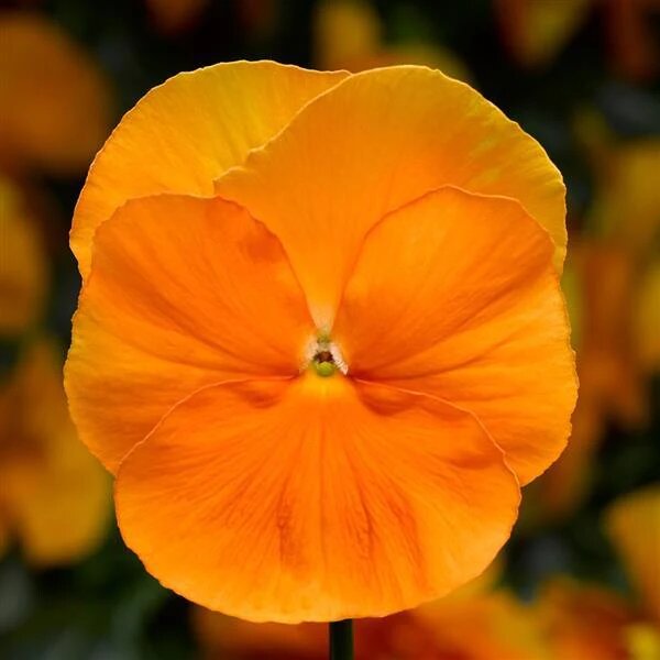 Orange Pansy Flower Seeds – Heirloom, Non-GMO, High Germination Seeds