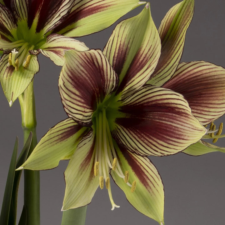 Maroon Green Hippeastrum Flower Seeds – Heirloom, Non-GMO, High Germination Seeds