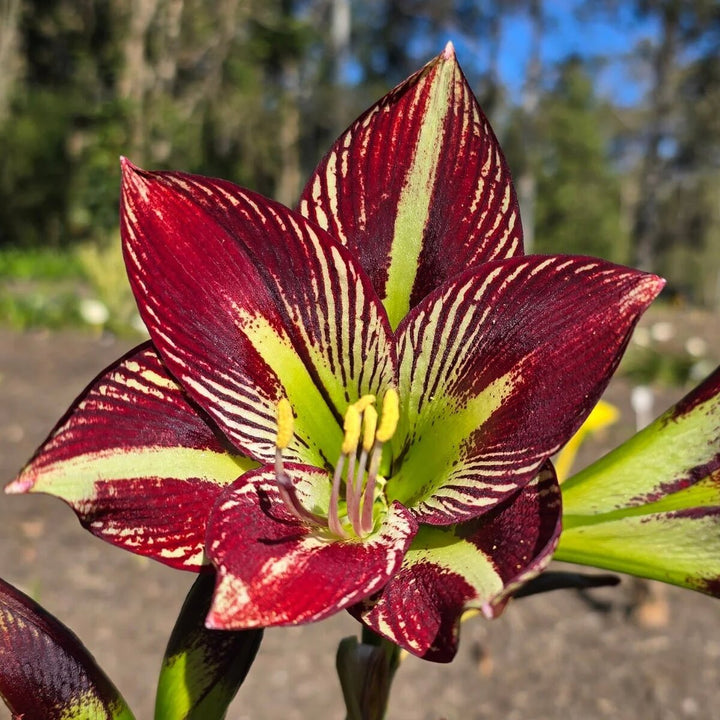 Green Maroon Hippeastrum Flower Seeds – Heirloom, Non-GMO, High Germination Seeds