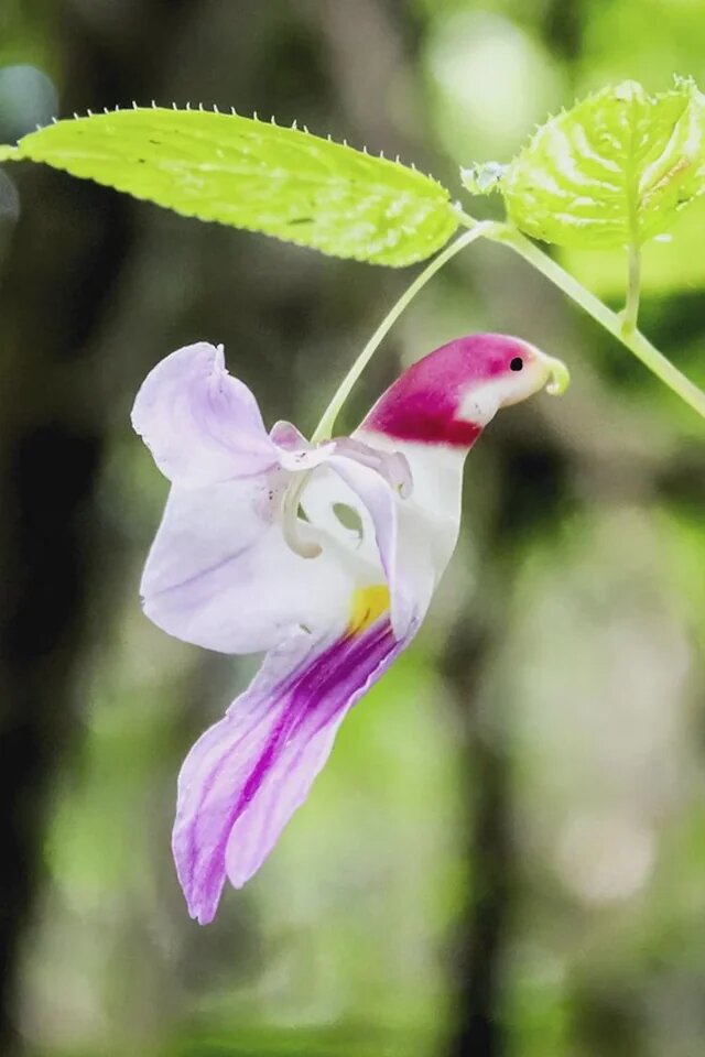 Semillas de flores de orquídea loro – de herencia, no transgénicas, alta germinación, semillas de jardín orgánicas para plantar