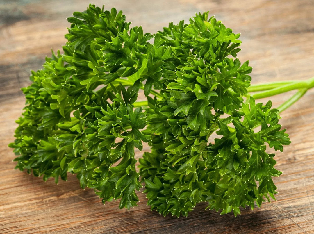 Green Petroselinum herb seeds
