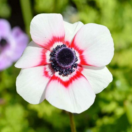 Red White Anemone Flower Seeds for Planting Heirloom Non-GMO High Germination Organic Garden Seeds