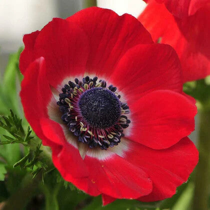Rote Anemonen Blumensamen zum Pflanzen, samenecht, gentechnikfrei, hohe Keimfähigkeit, Bio-Gartensamen