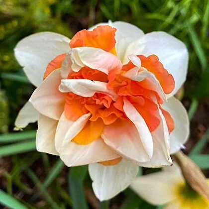 Semillas de flores de narciso blanco anaranjado – Semillas reliquia sin OMG de alta germinación