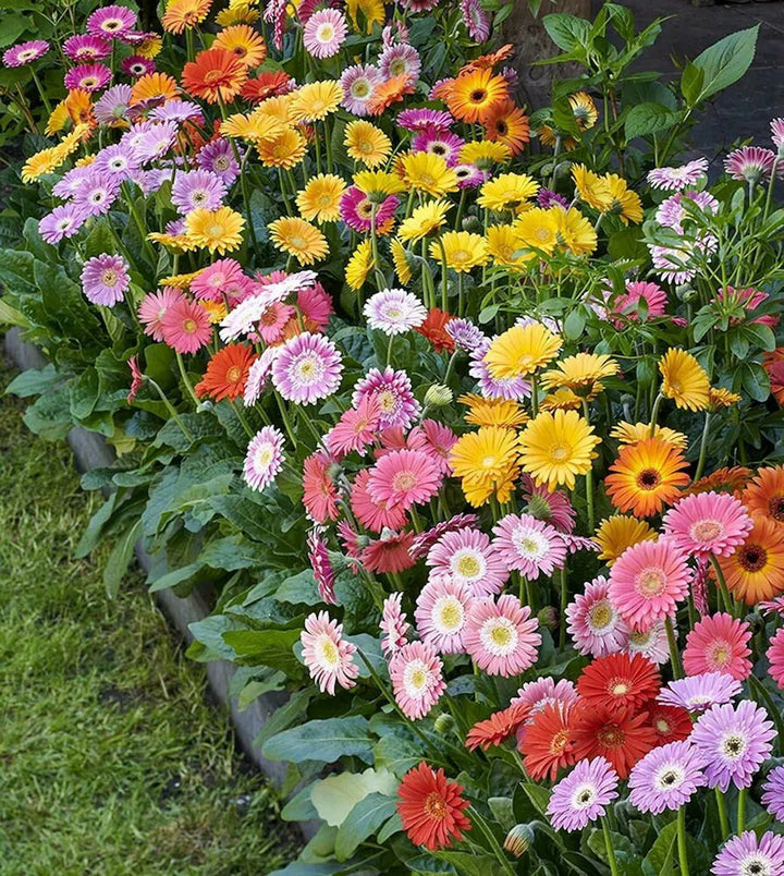 Gerbera Daisy Flower Seeds – Heirloom, Non-GMO, High Germination Seeds