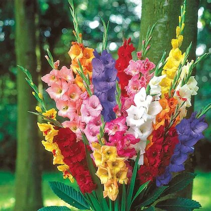 Gladiolus Flowers Seeds – Heirloom, Non-GMO, High Germination Organic Garden Seeds for Planting