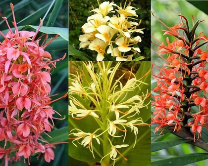 Mixed Hedychium Flower Seeds – Heirloom, Non-GMO, High Germination Seeds