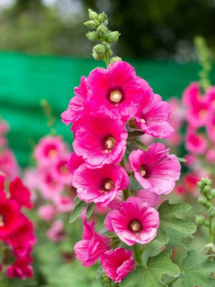 Stockrosen-Blumensamen Rosa – Alte Sorte, gentechnikfrei, keimfreudig
