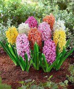 Mixed Hyacinth Flower Seeds – Heirloom, Non-GMO, High Germination Seeds
