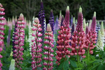 Mixed Lupine Flower Seeds – Heirloom, Non-GMO, High Germination Seeds