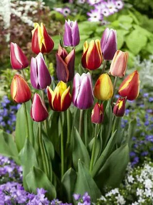 Semillas de flores de tulipán mixtas, reliquia, sin OMG, alta germinación, semillas de jardín orgánicas para sembrar