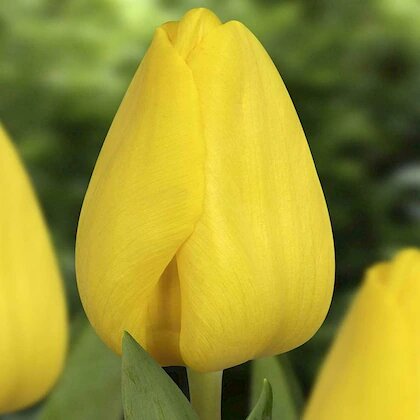 Giant Tulip Flower Seeds Yellow – Heirloom, Non-GMO, High Germination Seeds