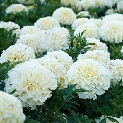 White Marigold Flower Seeds – Heirloom, Non-GMO, High Germination Seeds