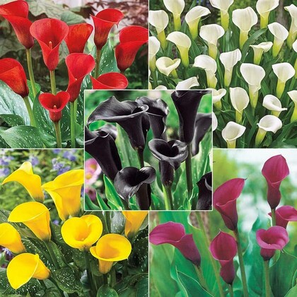 Mischung Calla Lilie Blumensamen – Alte Sorte, gentechnikfrei, hohe Keimfähigkeit Bio-Gartensamen zum Pflanzen