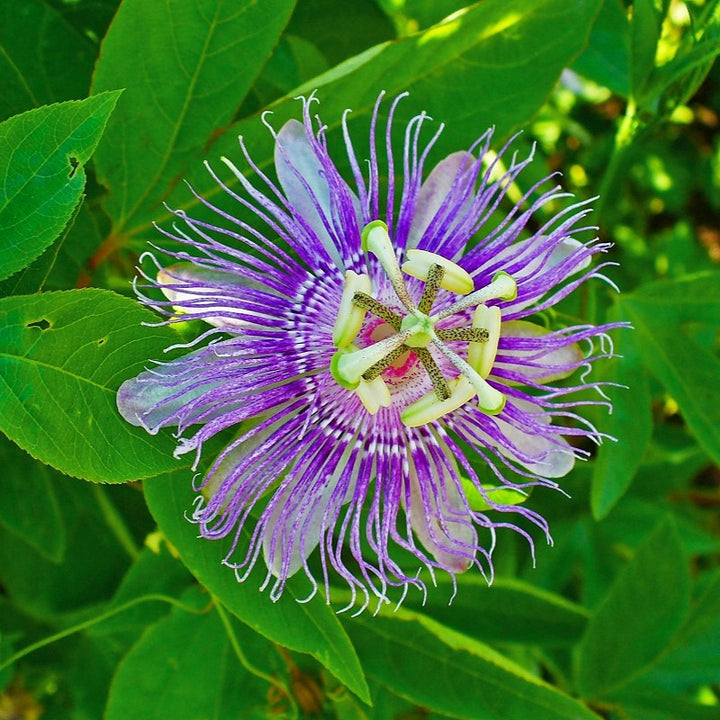 Violet Passiflora Flower Seeds – Heirloom, Non-GMO, High Germination Seeds