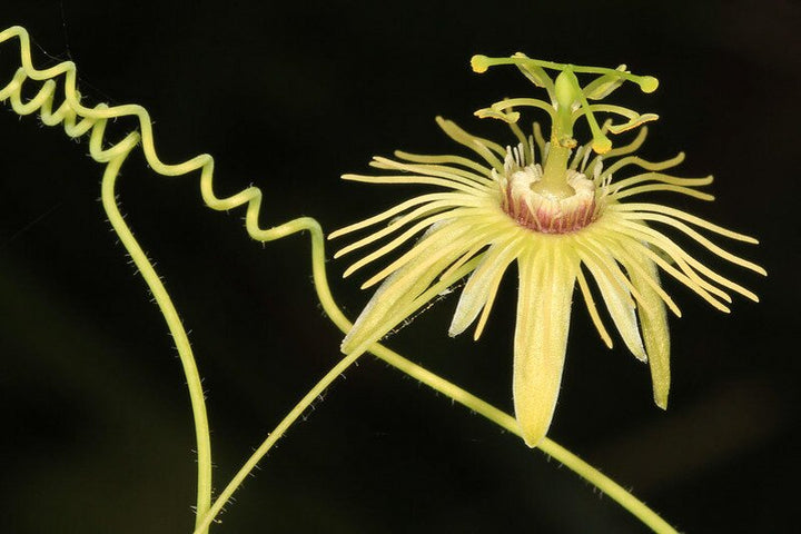 Passion Flower Seeds Yellow – Heirloom Non-GMO High Germination Organic Seeds