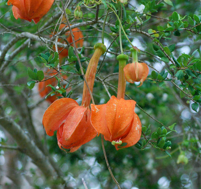 Passiflora Parritae Huge Tubular Orange Flower Seeds – Heirloom, Non-GMO, High Germination Seeds