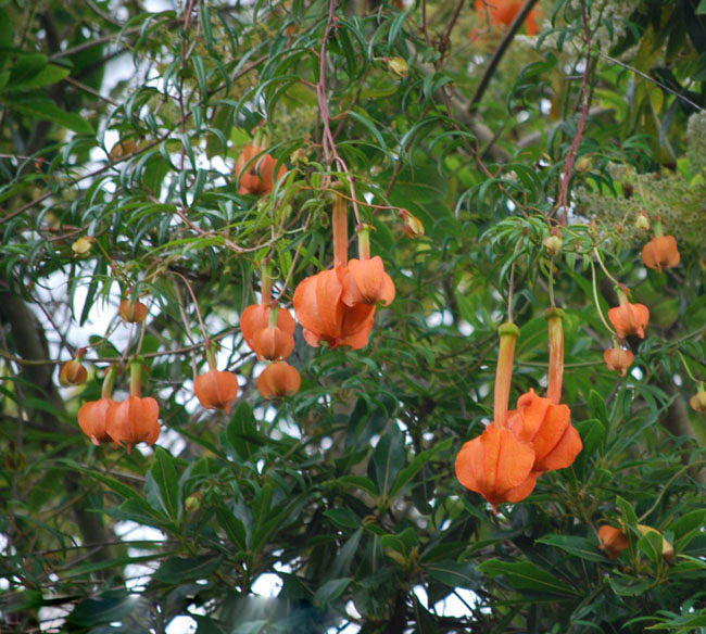 Passiflora Parritae Huge Tubular Orange Flower Seeds – Heirloom, Non-GMO, High Germination Seeds