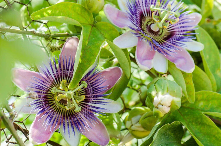 Granadilla Flower Seeds – Heirloom, Non-GMO, High Germination Seeds