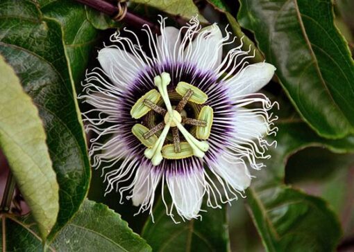 passion fruit flower seeds