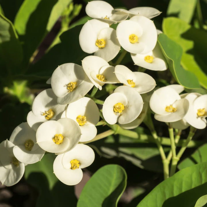 Milii Flower Seeds White – Heirloom, Non-GMO, High Germination Seeds
