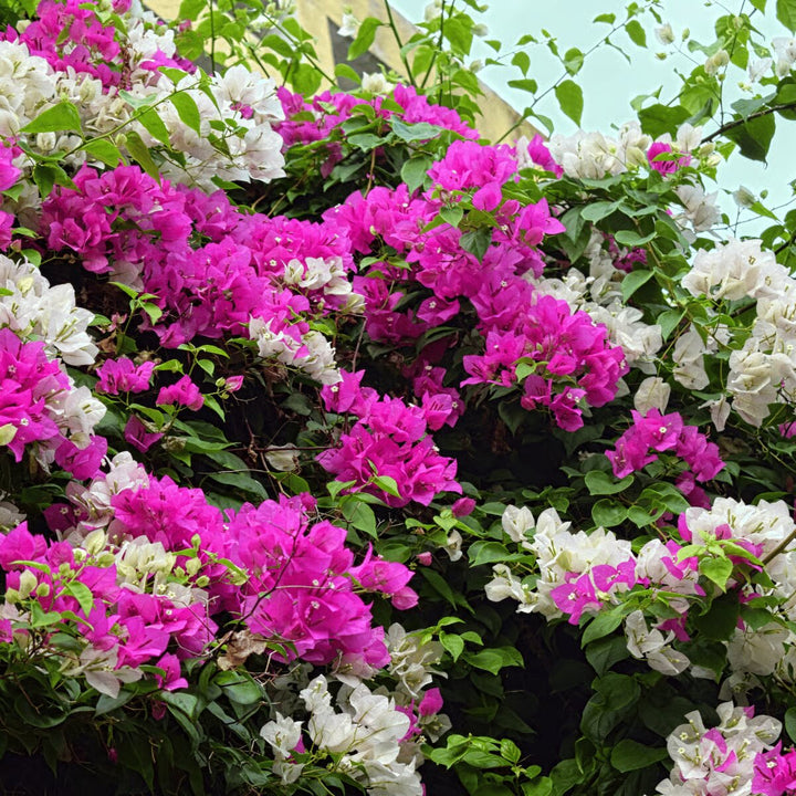 Climbing Bougainvillea Flower Seeds Heirloom Non-GMO High Germination Organic Garden Seeds for Planting