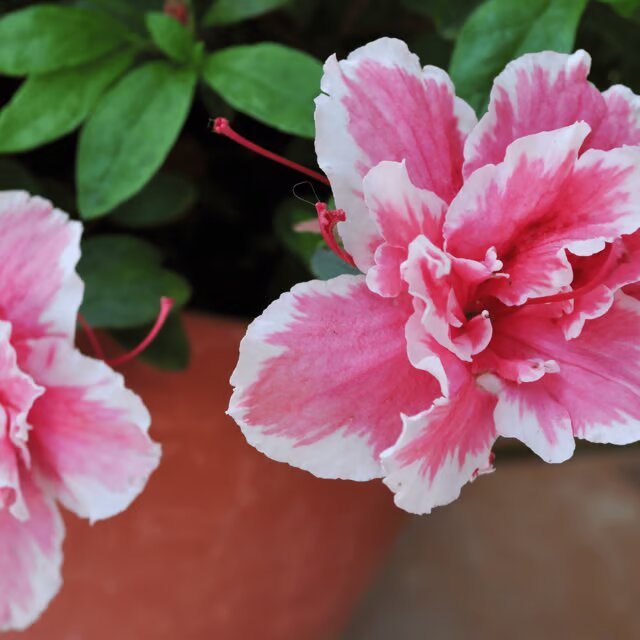 White Pink Azalea Flower Seeds for Planting – Heirloom Non-GMO High Germination Organic Seeds