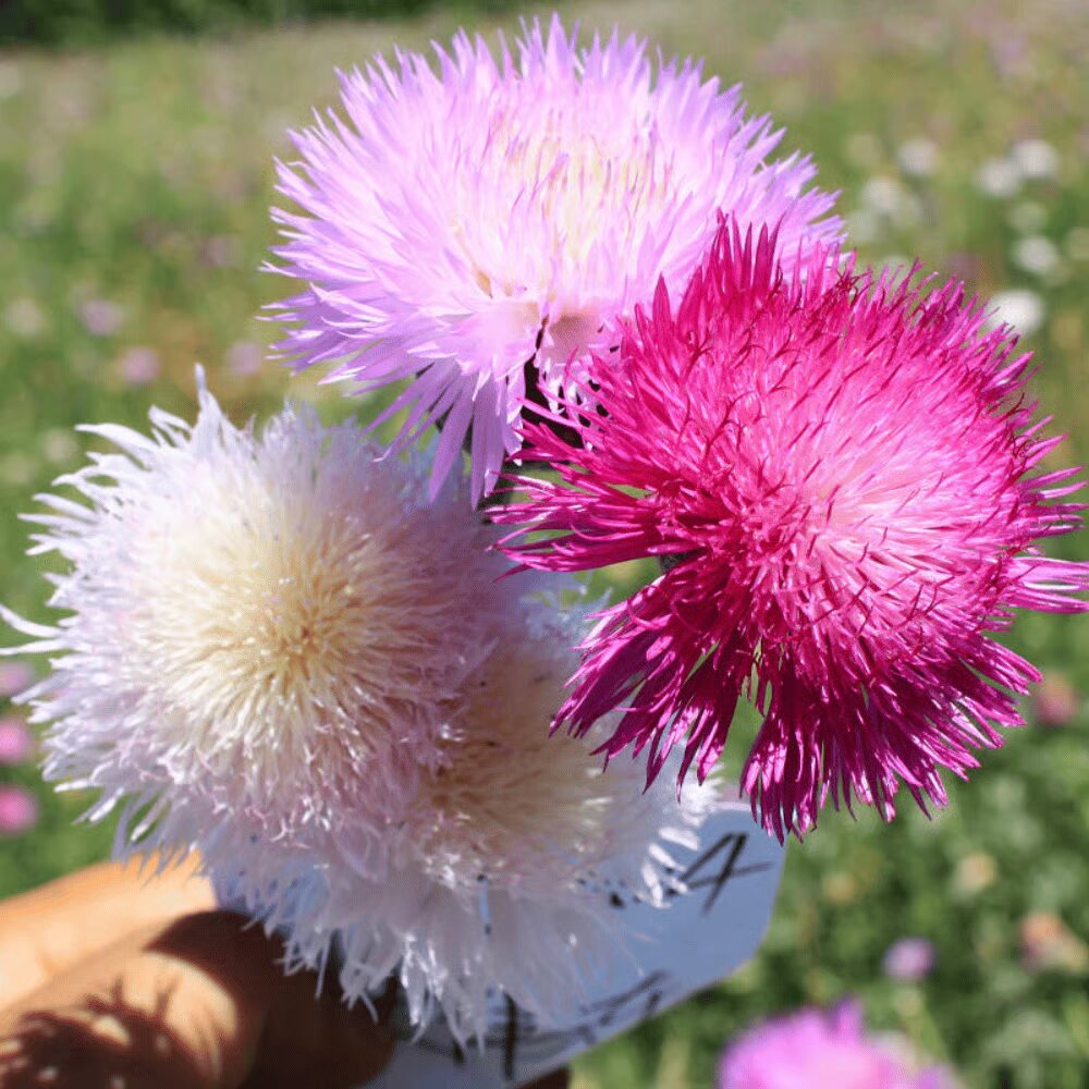 Imperialis Flower Seeds Mixed – Heirloom, Non-GMO, High Germination Seeds for Planting