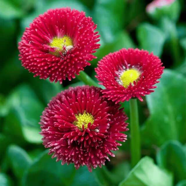Daisy Flower Seeds Red – Heirloom, Non-GMO, High Germination Organic Garden Seeds