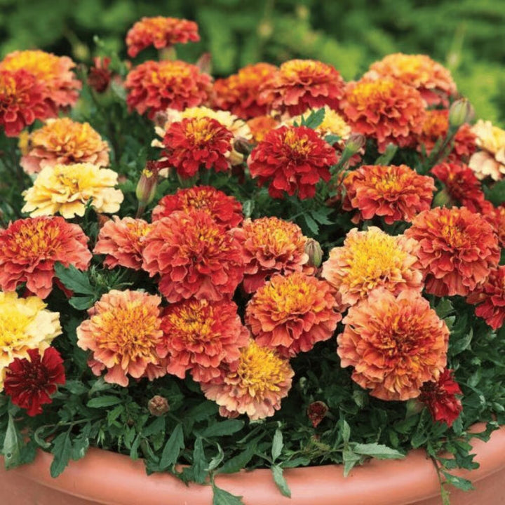 Marigold Flower Seeds Mixed – Heirloom, Non-GMO, High Germination Seeds