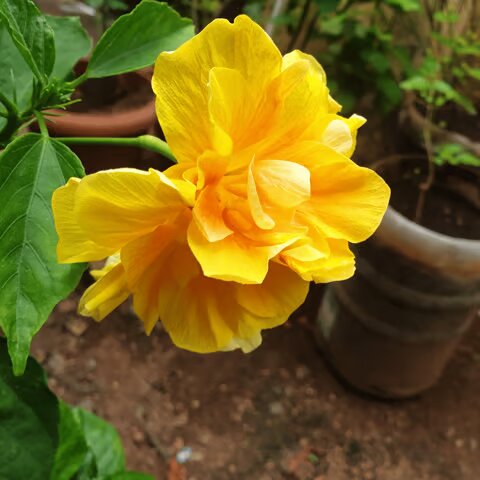 Yellow Double Hibiscus Flower Seeds – Heirloom Non-GMO High Germination Seeds