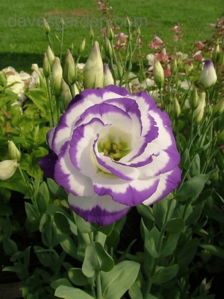 Purple White Eustoma Seeds Heirloom Non-GMO High Germination Organic Garden Seeds for Planting