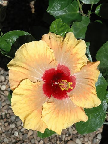 Yellow Hibiscus Sinesis Flower Seeds – Heirloom, Non-GMO Seeds for Planting