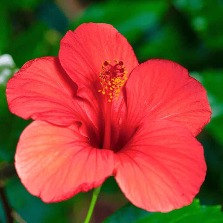 Red Blooming Hibiscus Flower Seeds – Heirloom, Non-GMO, High Germination Organic Garden Seeds
